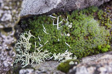 Miniatur-Alpengarten in einer Felsspalte