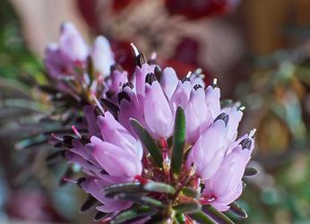 Blüten der Erica carnea (Schneeheide)