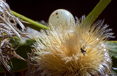 Detail einer Distel mit Frucht einer Mistel