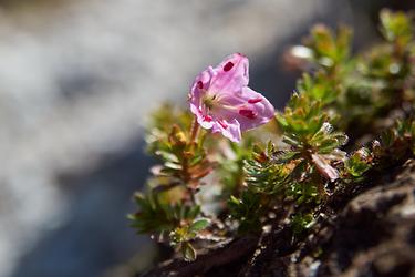 Zwerg-Alpenrose