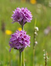 Dreizähniges Knabenkraut, Neotinea tridentata