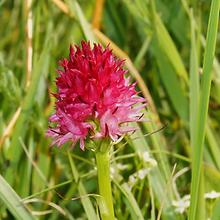 Zweifarben-Kohlröschen, Nigritella bicolor