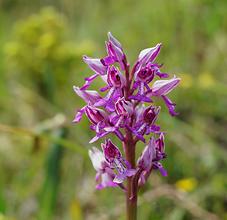 Helm-Knabenkraut, Orchis militaris