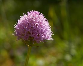 Kugelorchis, Traunsteinera globosa