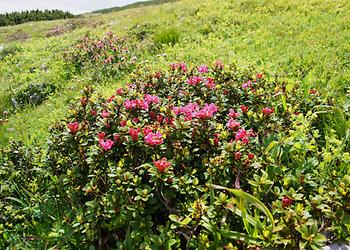 Rostrote Alpenrose (Almrausch)