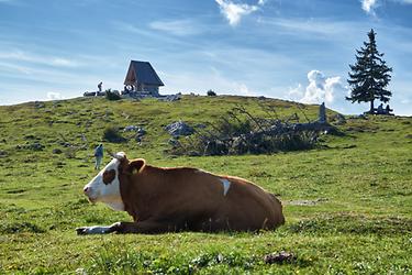 Vorsicht Hornvieh