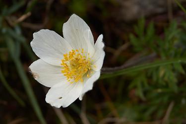 Windröschen (Anemone)