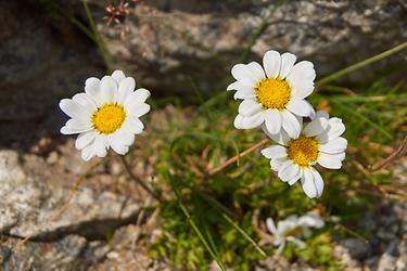 Alpen-Wucherblume