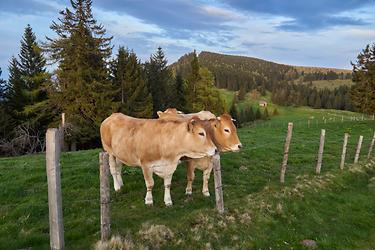 Kerschbaumgatterl gegen Plankogel