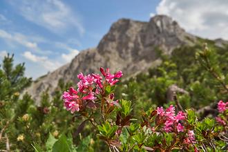 Wimper-Alpenrose (Almrausch)