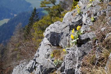 Petergstammblüte (Aurikel) auf der Gösserwand