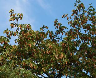 Fruchtstand der Hopfenbuche