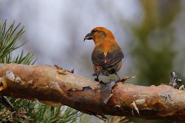 Fichtenkreuzschnabel (male)