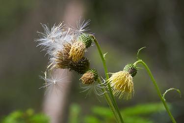 Klebrige Distel