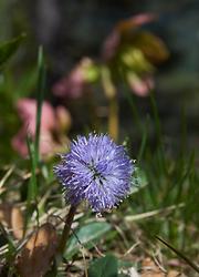 Kugelblume