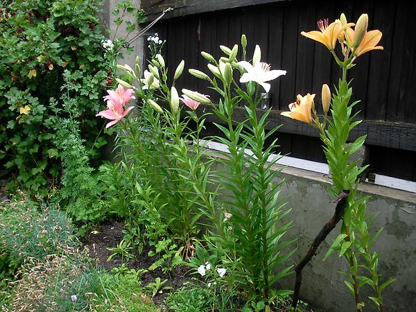 Garten Lilien20110716.JPG