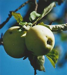 Bild 'Apfel'