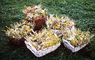 Sträußchen zur Kräuterweihe, Foto: Alfred Wolf, 2000