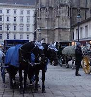 Fiaker auf dem Stephansplatz. Foto: Doris Wolf