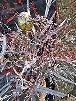 Weihnachtsschmuck 2025 Foto: Doris Wolf Weihnachtsschmuck 2025 Foto: Doris Wolf