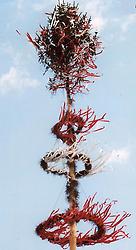 Maibaum, Vigaun (Salzburg). Foto: Alfred Wolf, 2005