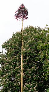 Maibaum auf der Schmelz, Wien 2013. Foto: Doris Wolf