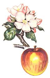 Apfel aus der Imperial-Bildersammlung