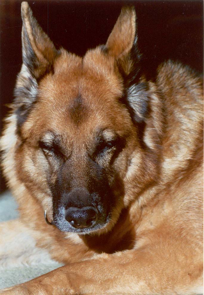 Hund ABC zur Volkskunde Österreichs Kunst und Kultur im AustriaForum