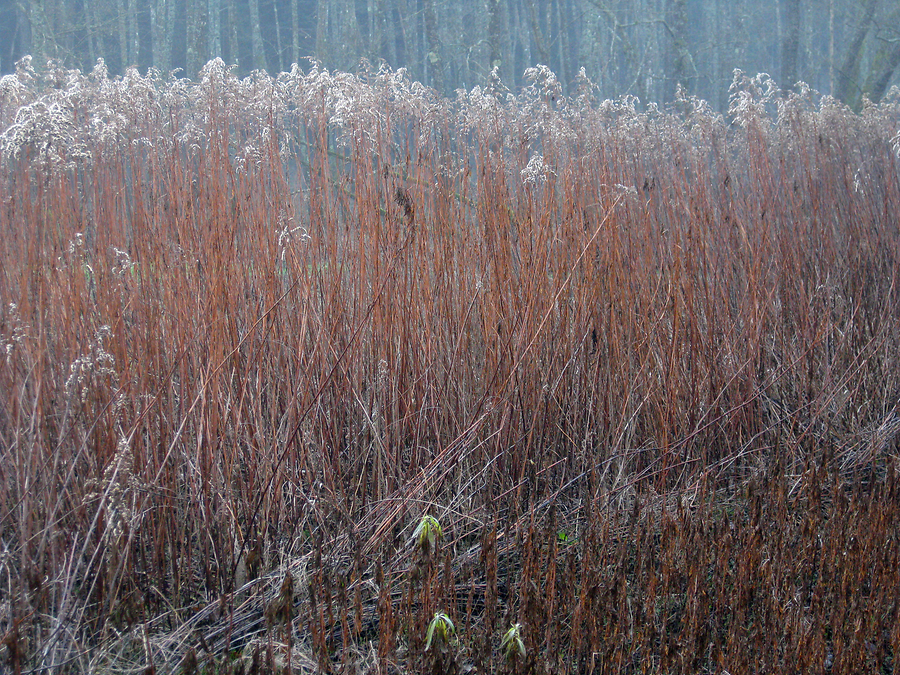 Kräuterwanderweg, Sumpf-Wintergras