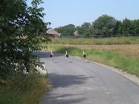 Störche am Hintausweg