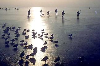 Eisläufer auf dem Neusiedler See