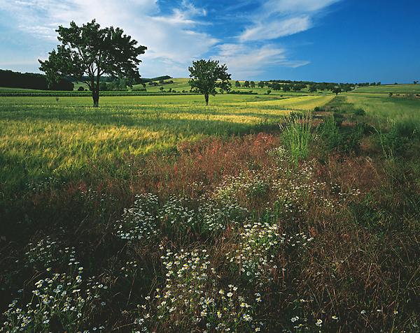 Landschaft bei Neusiedl am See