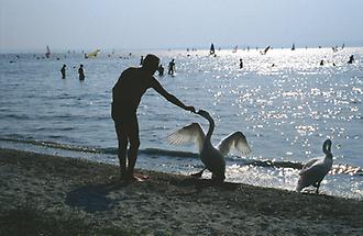 Strand am Neusiedler See bei Podersdorf