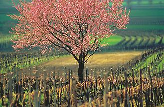 Baum im Weingarten
