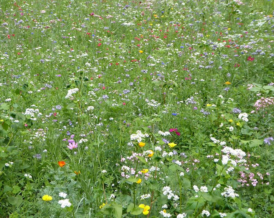 Blumenwiese, am Weg zum Hauptplatz., Photo: H. Maurer , 3. Juli 2017