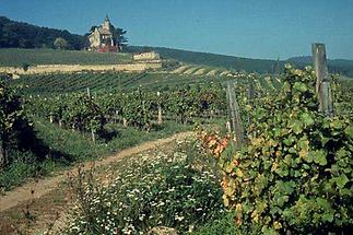Weingärten um Bad Vöslau