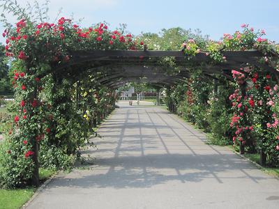 Doblhoffpark - Rosarium