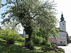 Pfarrkirche