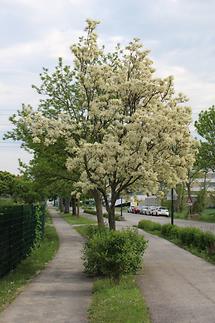 Blühender Baum