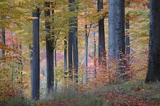 Waldlandschaft