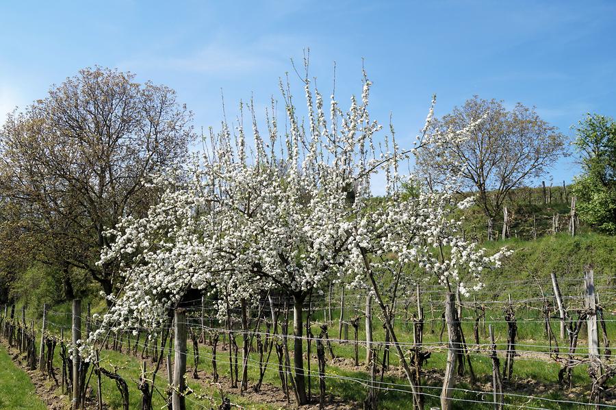 Königsbrunn am Wagram - Weingarten in Hippersdorf