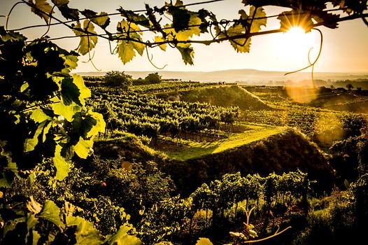 Weinberge rund um die Gobelsburg