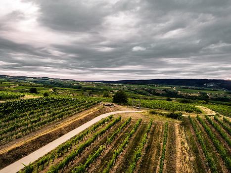 Weinlandschaft bei Langenlois