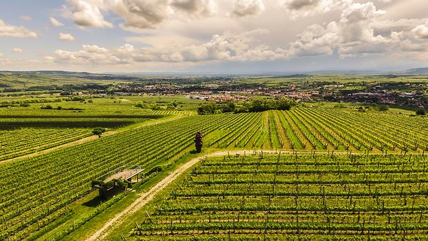 Weinlandschaft bei Langenlois