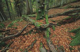 Urwald bei Lunz am See, Dürrenstein-Gebiet