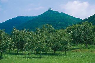 Ruine Aggstein