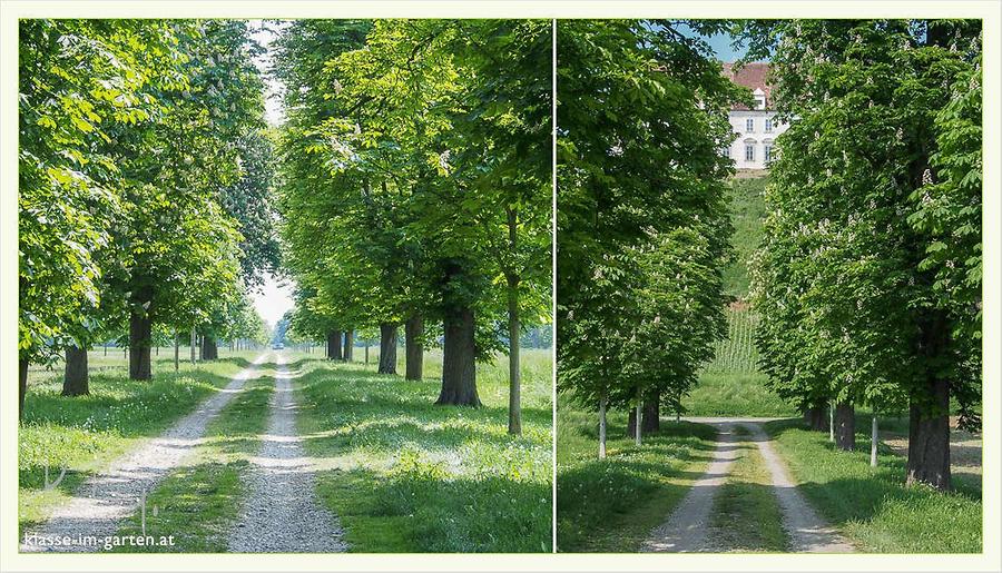 Stetteldorf am Wagram - Schlosspark