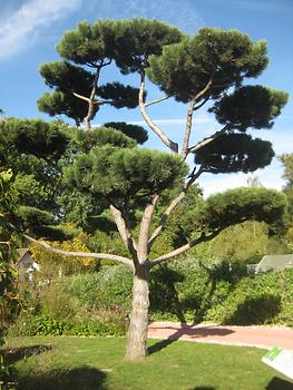 Riesenbonsai Riesenbonsai