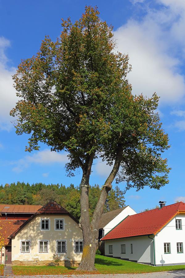 Waldhausen - Naturdenkmal Sommerlinde