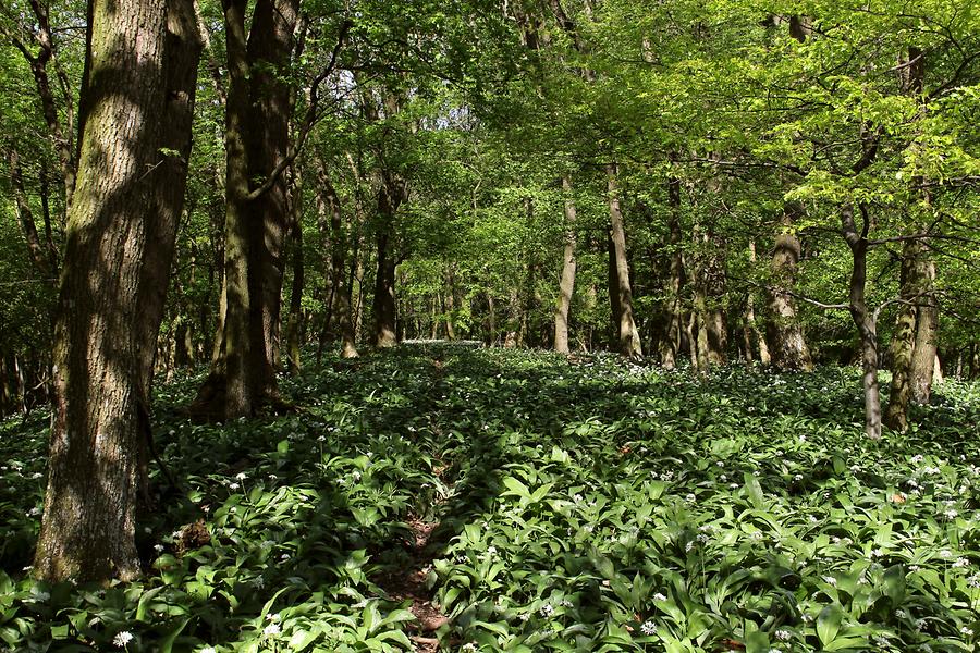 Wolfsgraben - Naturschutzgebietes Sattel-Baunzen